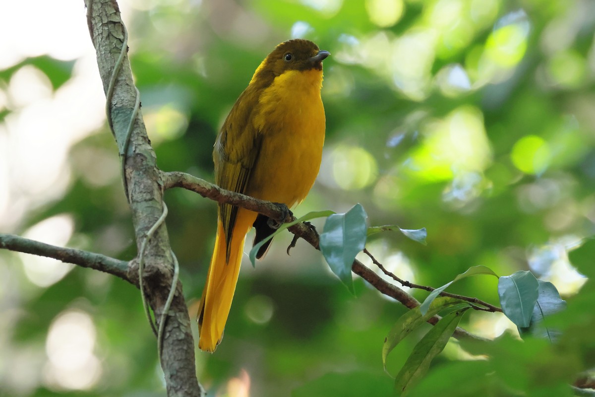 Golden Bowerbird - ML646274581
