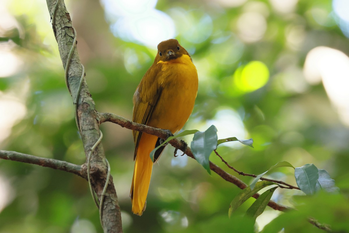 Наметник золотий - ML646274582