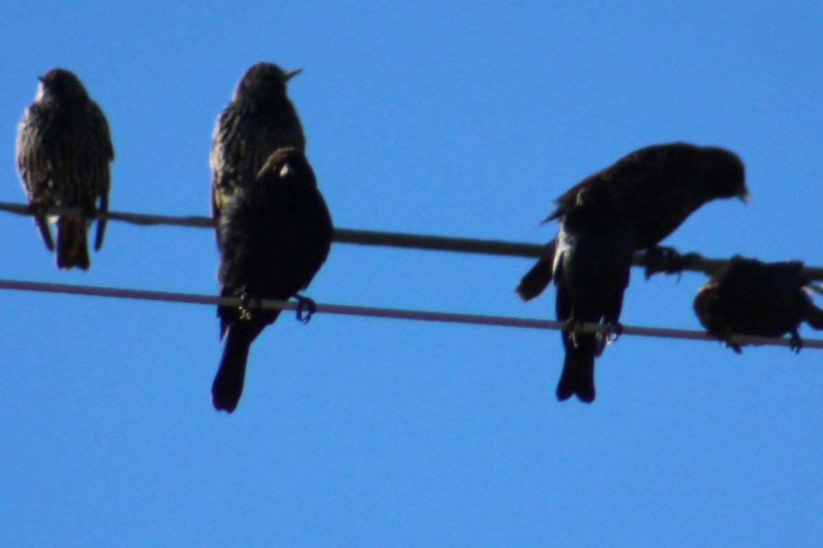 Brown-headed Cowbird - ML646274583