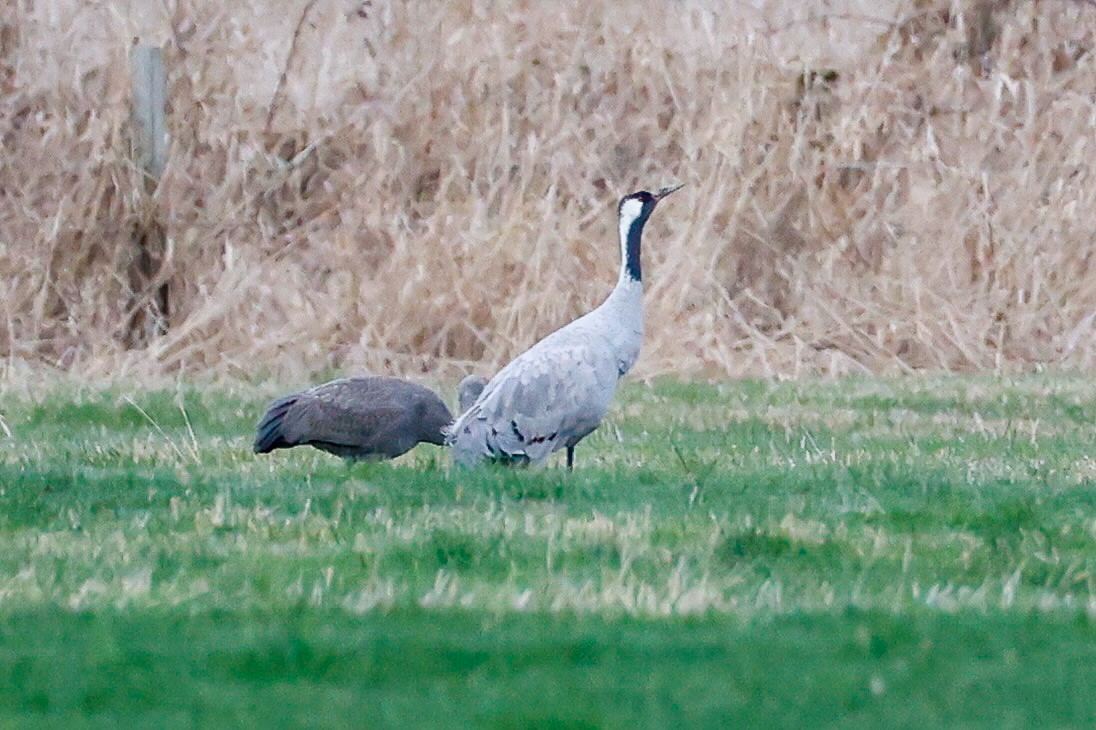 Common Crane - ML646274584