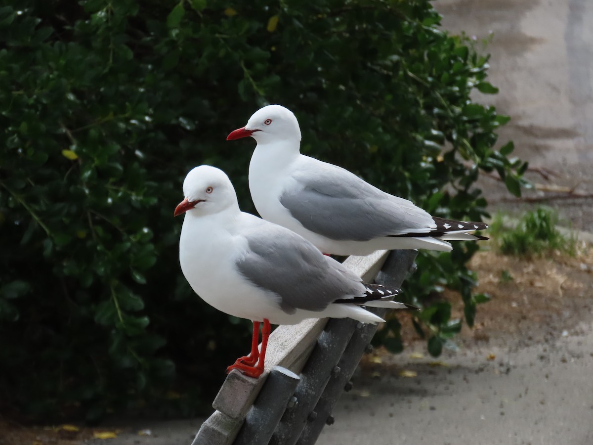 紐澳紅嘴鷗 - ML646274587