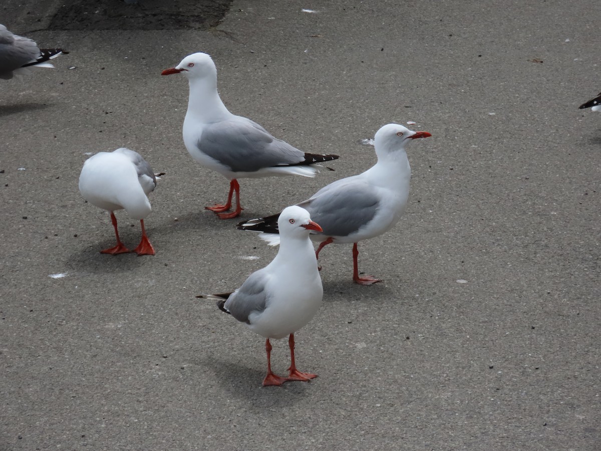 ギンカモメ - ML646274588