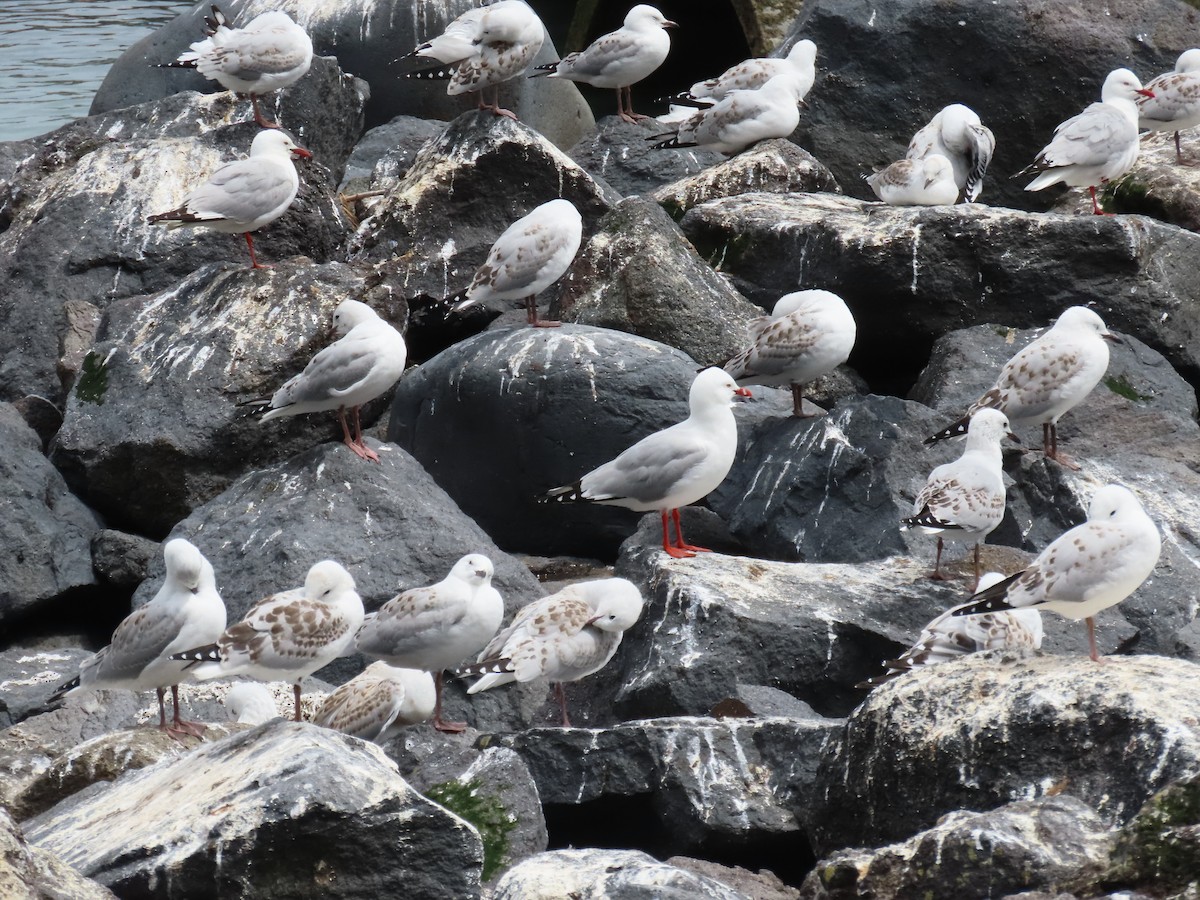 紐澳紅嘴鷗 - ML646274589