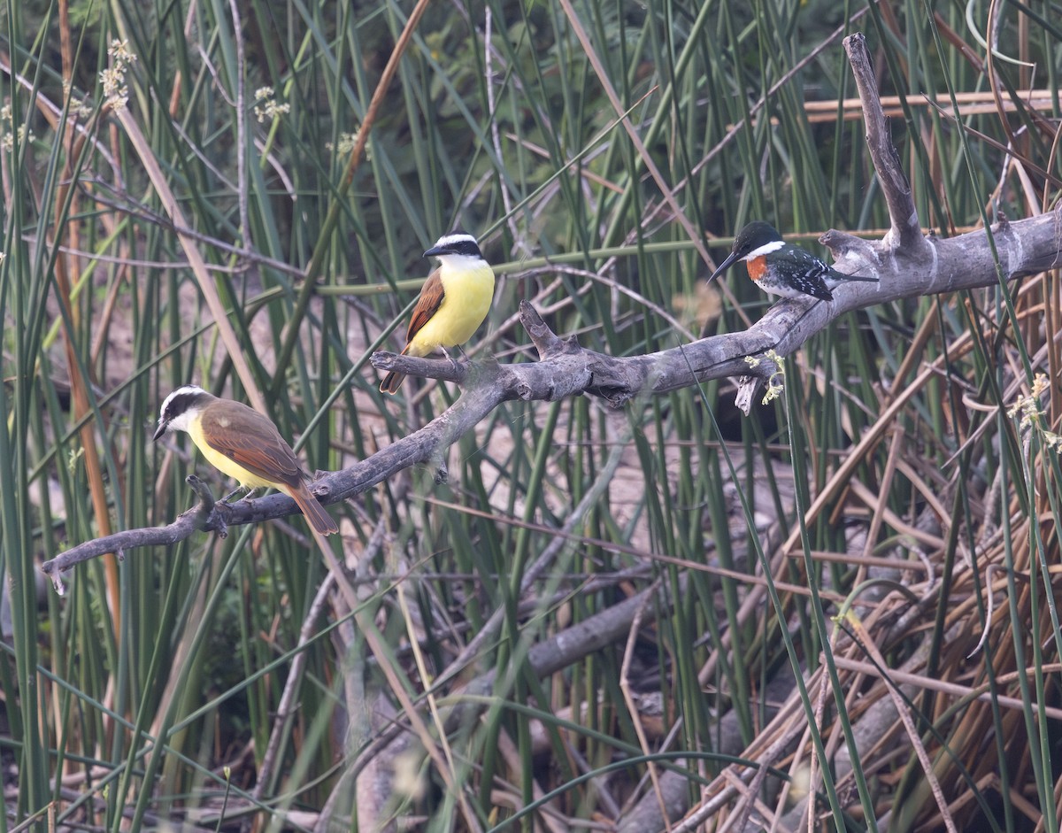 Green Kingfisher - ML646274590