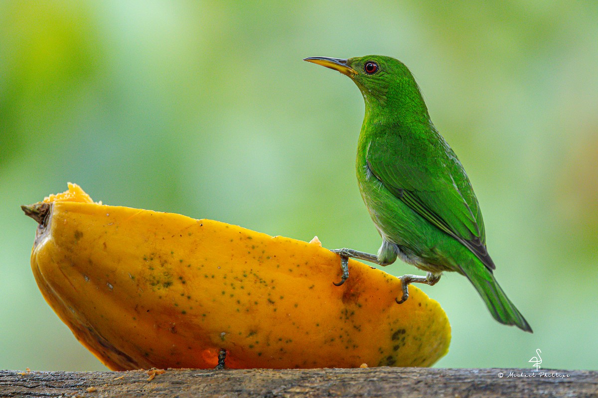 Green Honeycreeper - ML646274591