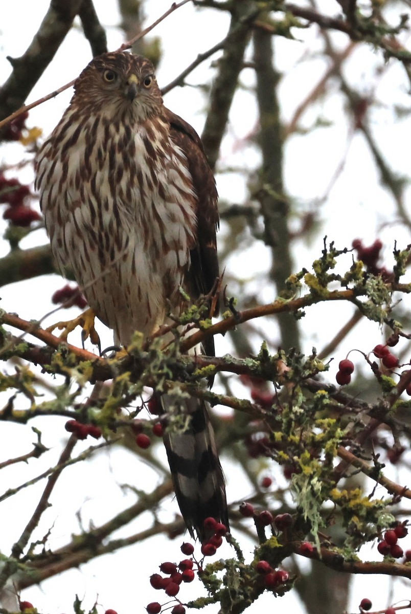 Cooper's Hawk - ML646274592
