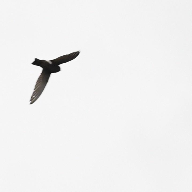 小雨燕 - ML646274593