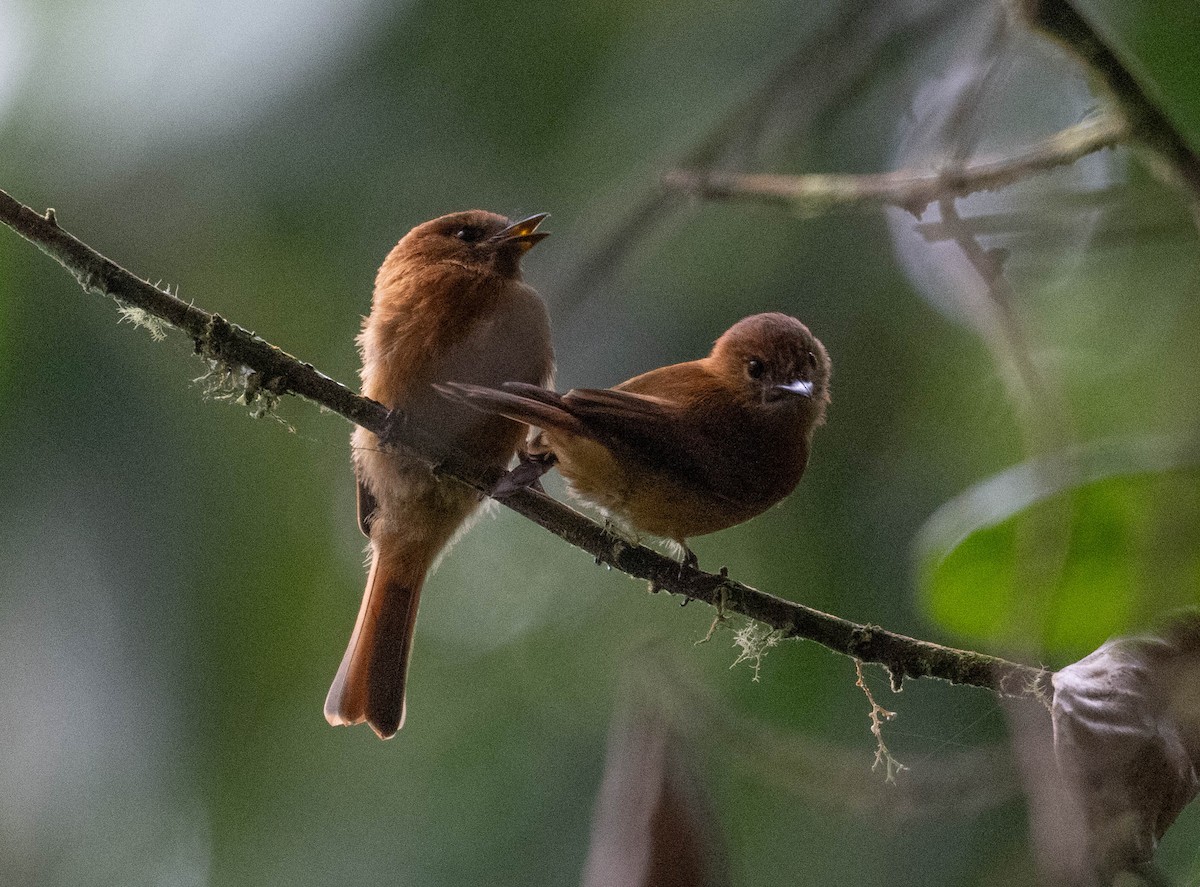 Cinnamon Flycatcher - ML646274594