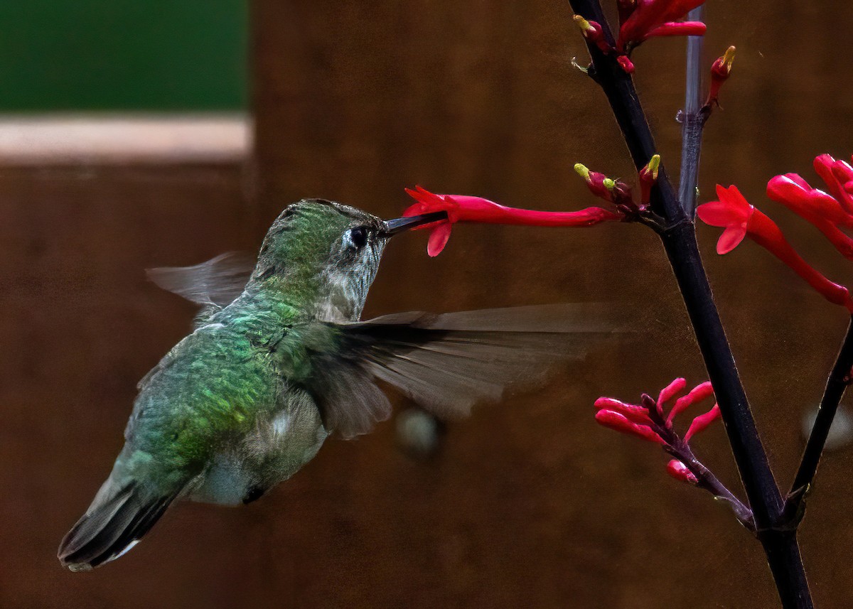 Calliope Hummingbird - ML646274596