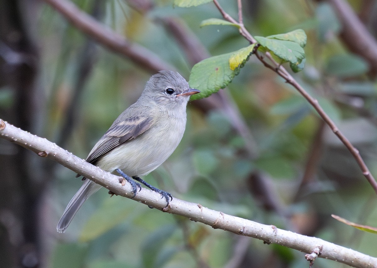 Northern Beardless-Tyrannulet - ML646274597
