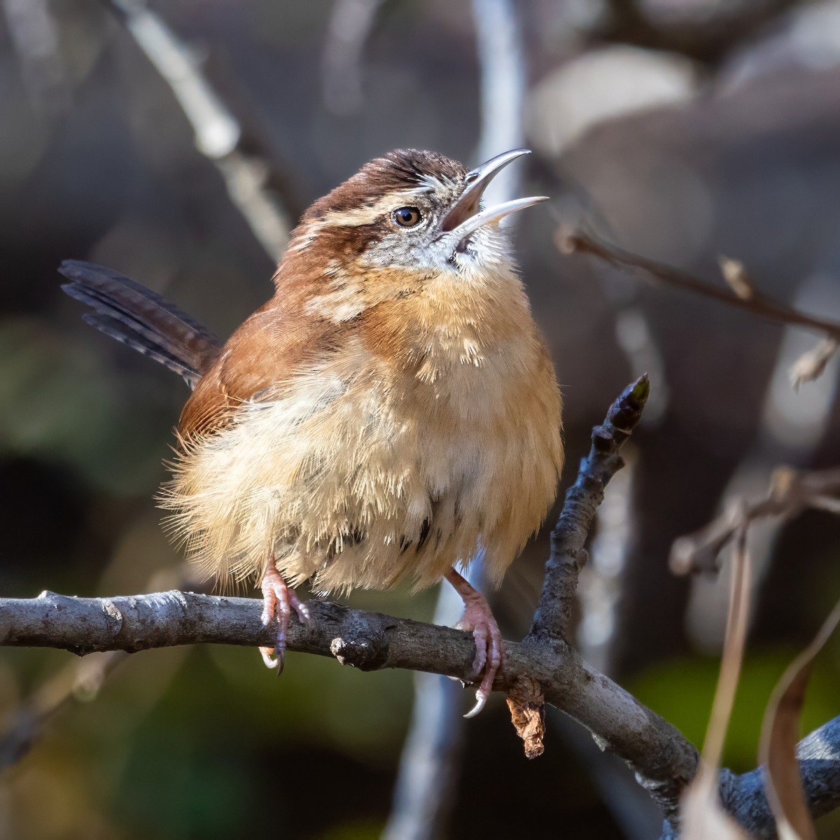 Carolina Wren - ML646274598