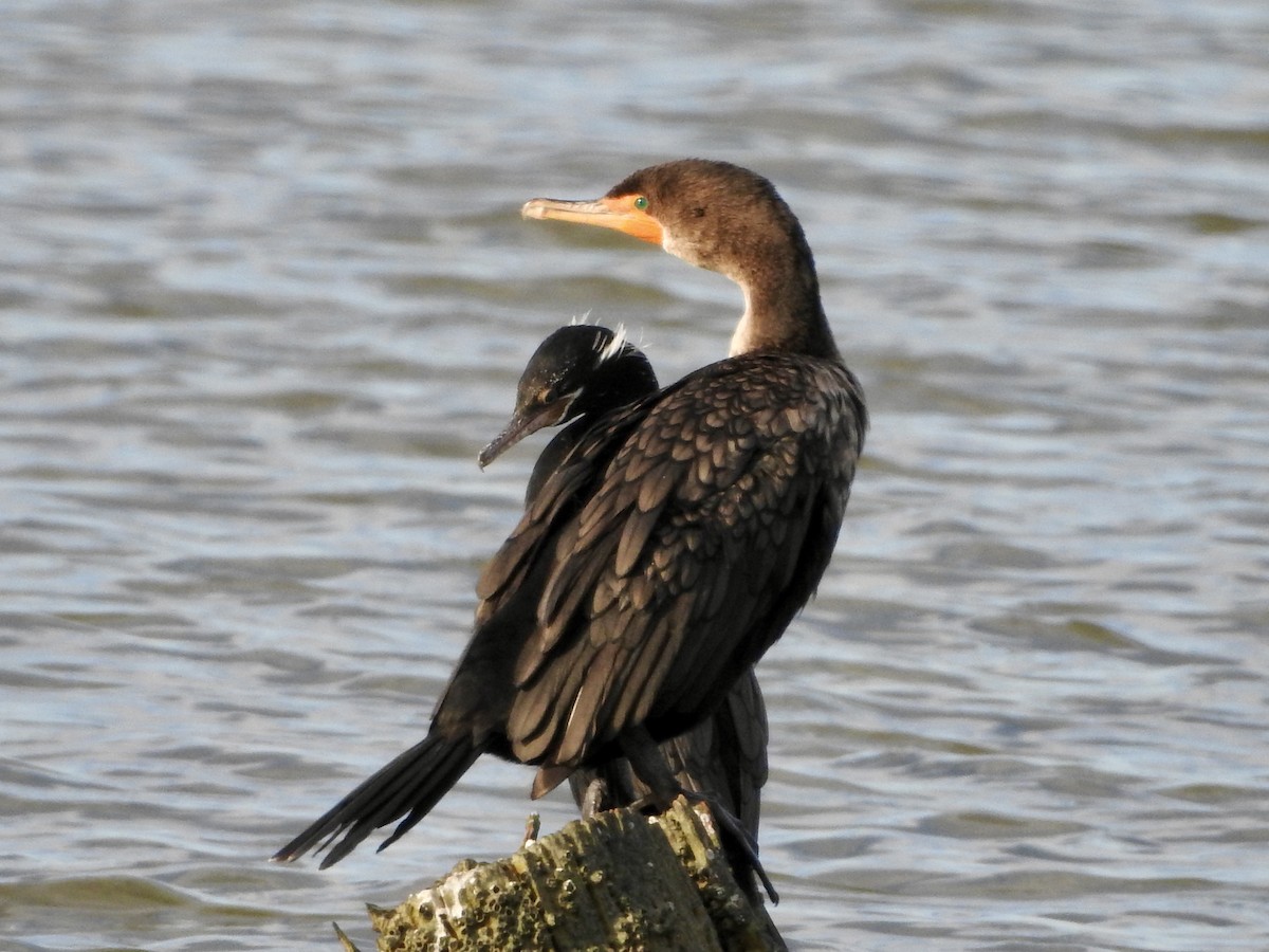 Double-crested Cormorant - ML646274599