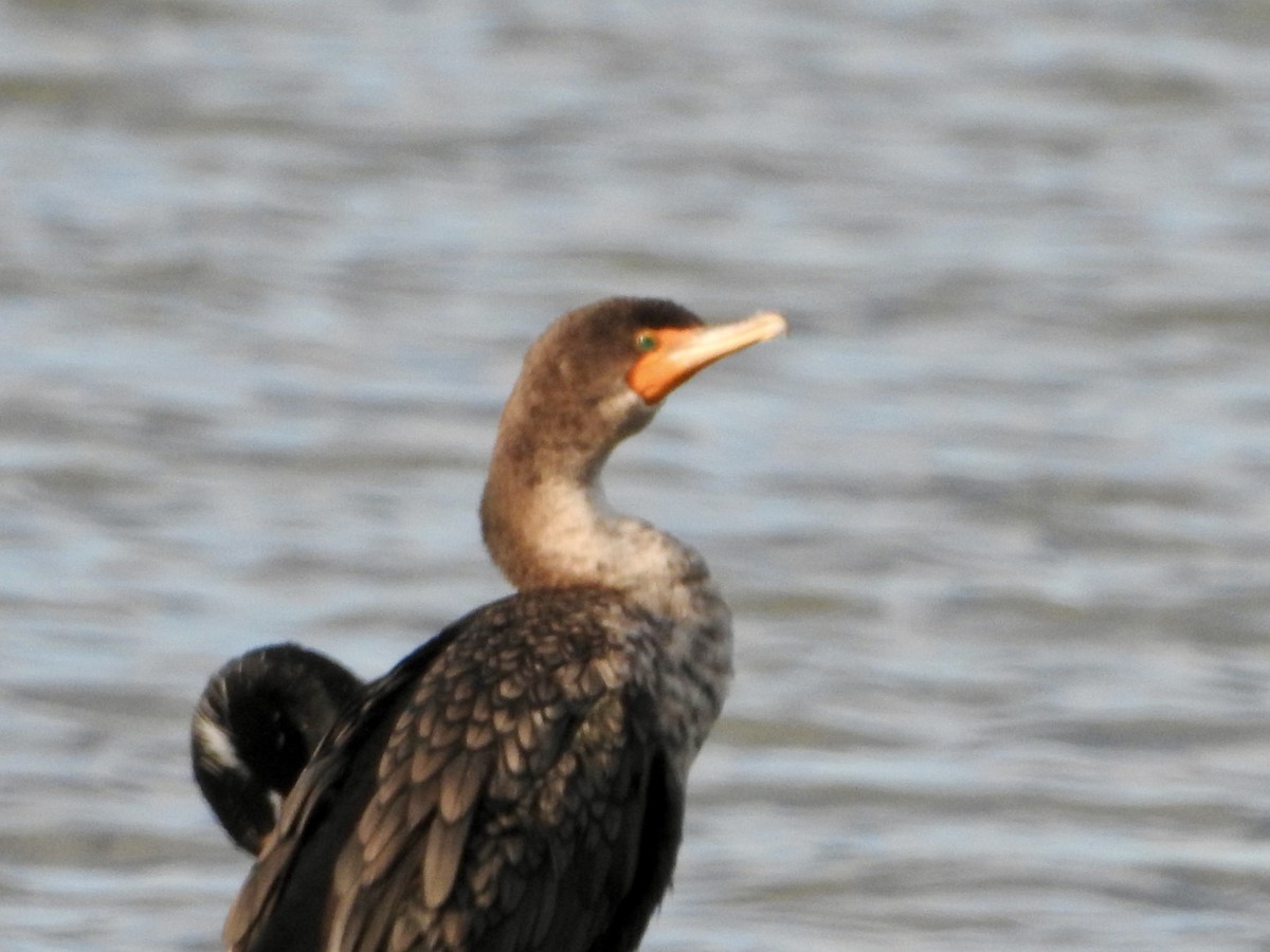 Double-crested Cormorant - ML646274600