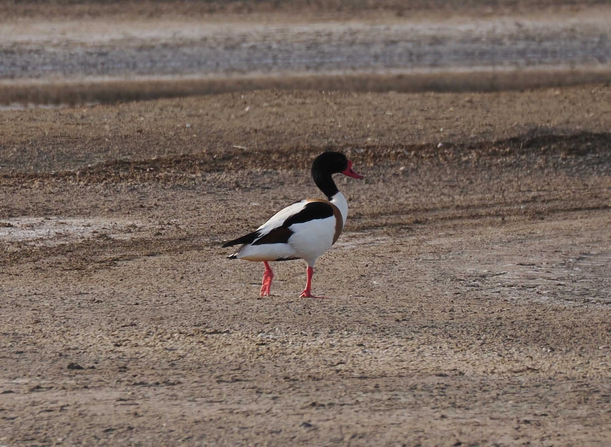 花鳧 - ML646274601