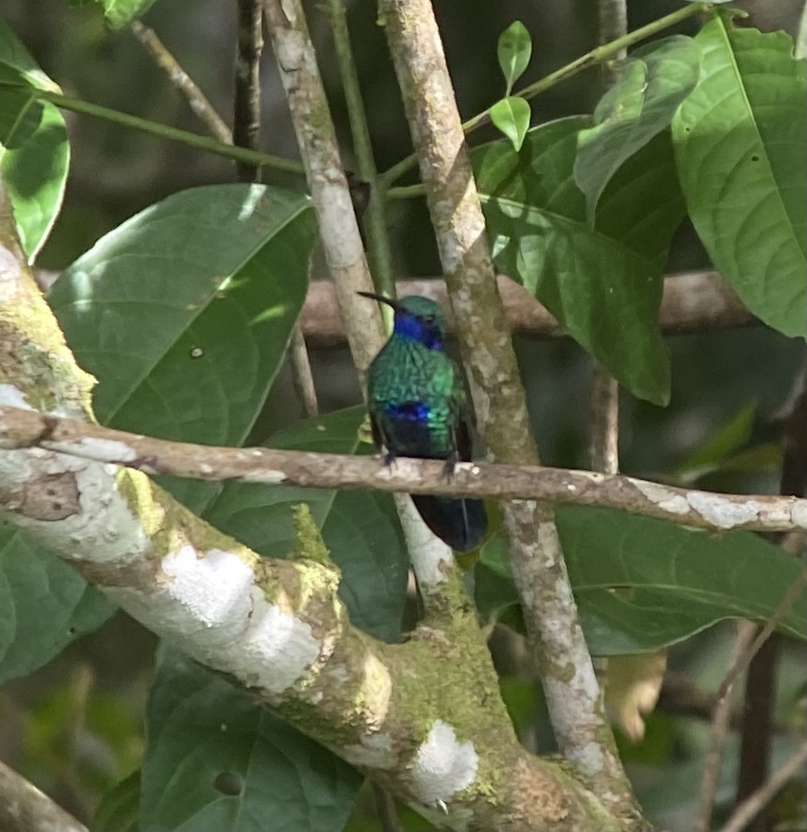 Sparkling Violetear - ML646274603