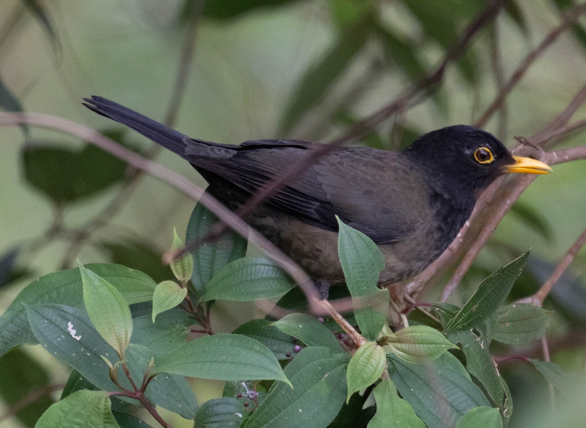 Black-hooded Thrush - ML646274605