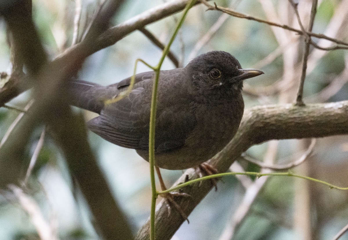 Black-hooded Thrush - ML646274606