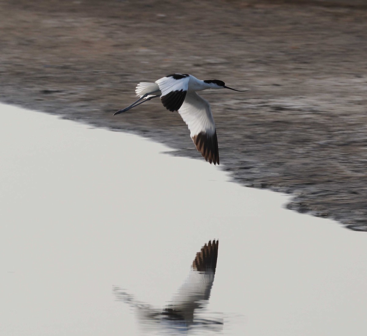 反嘴鴴 - ML646274607