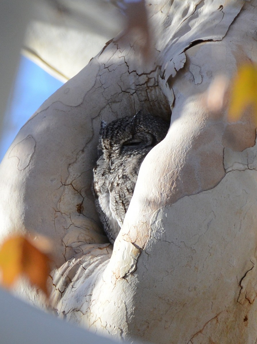 Western Screech-Owl - ML646274608