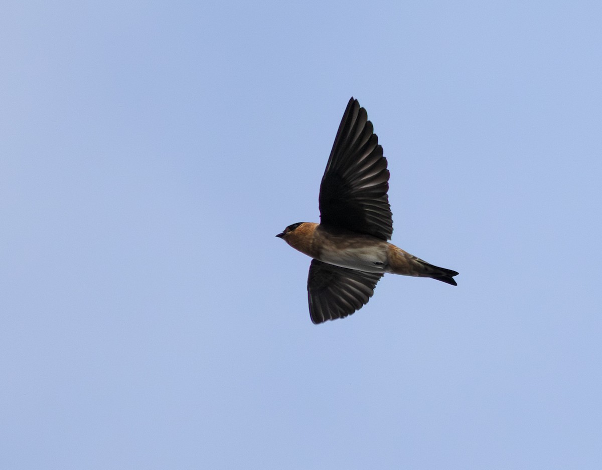 Cave Swallow - ML646274609