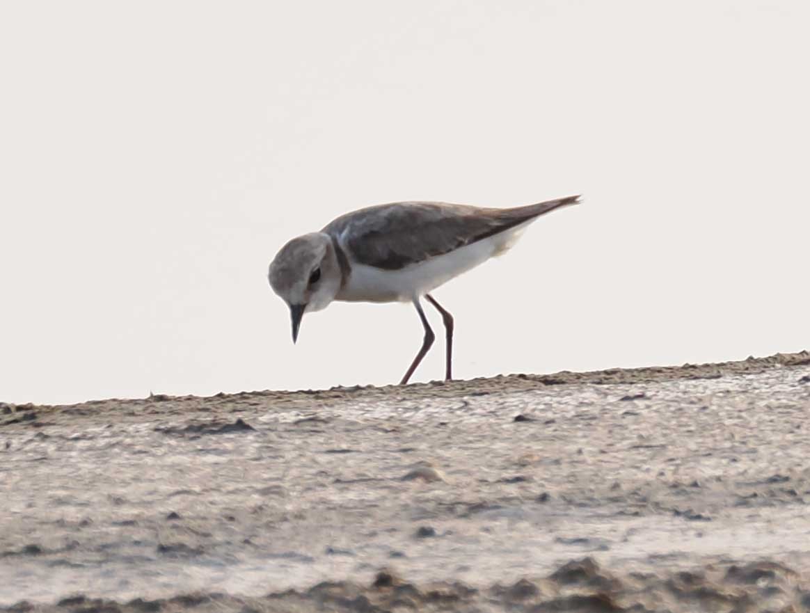 東方環頸鴴 - ML646274610