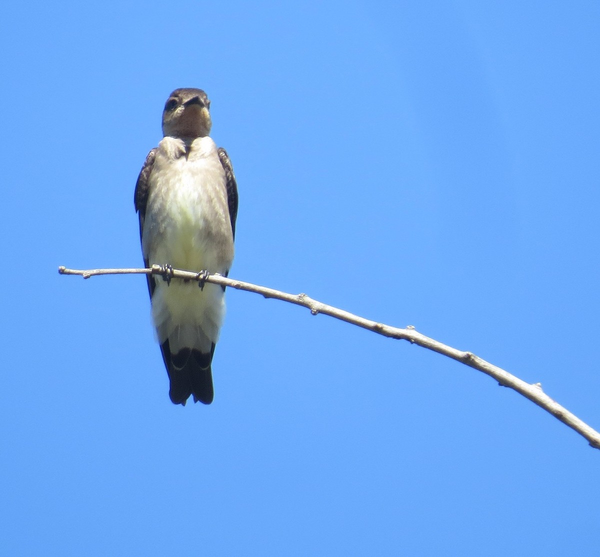 Southern Rough-winged Swallow - ML646274611