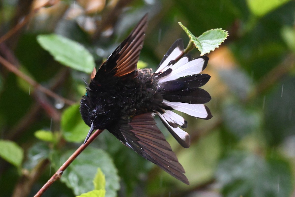 Velvet-purple Coronet - ML646274612