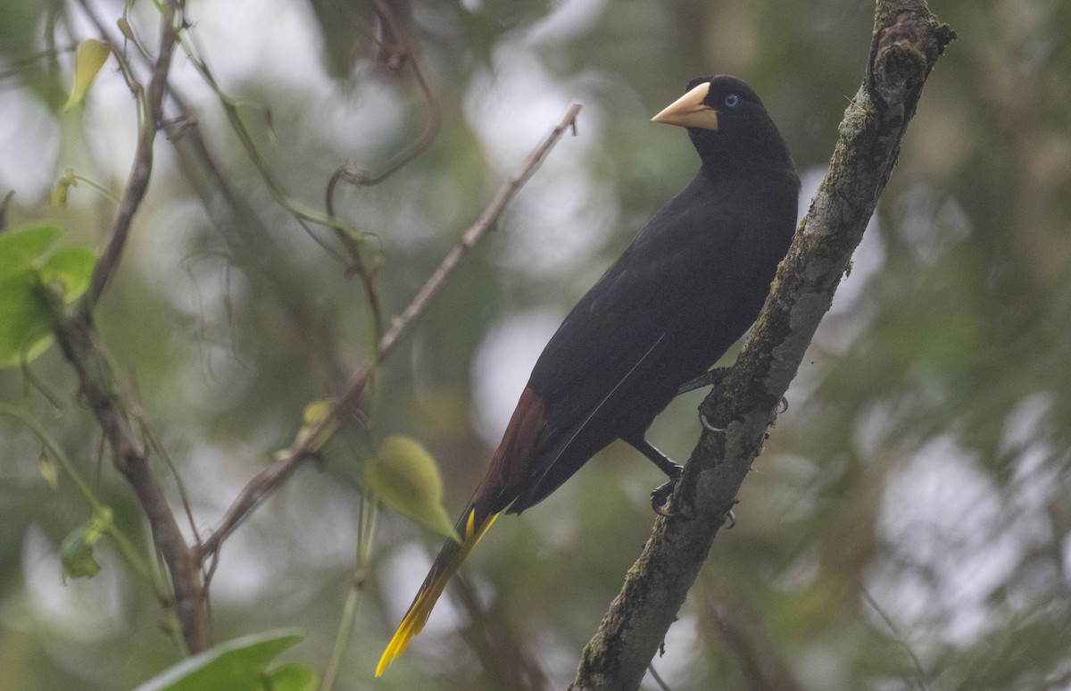 Crested Oropendola - ML646274613
