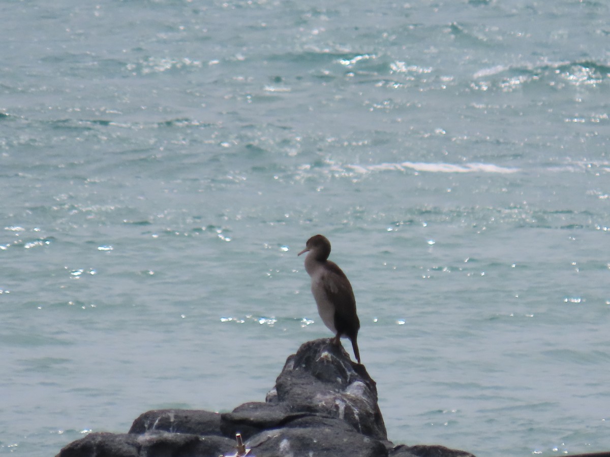 Spotted Shag - ML646274614