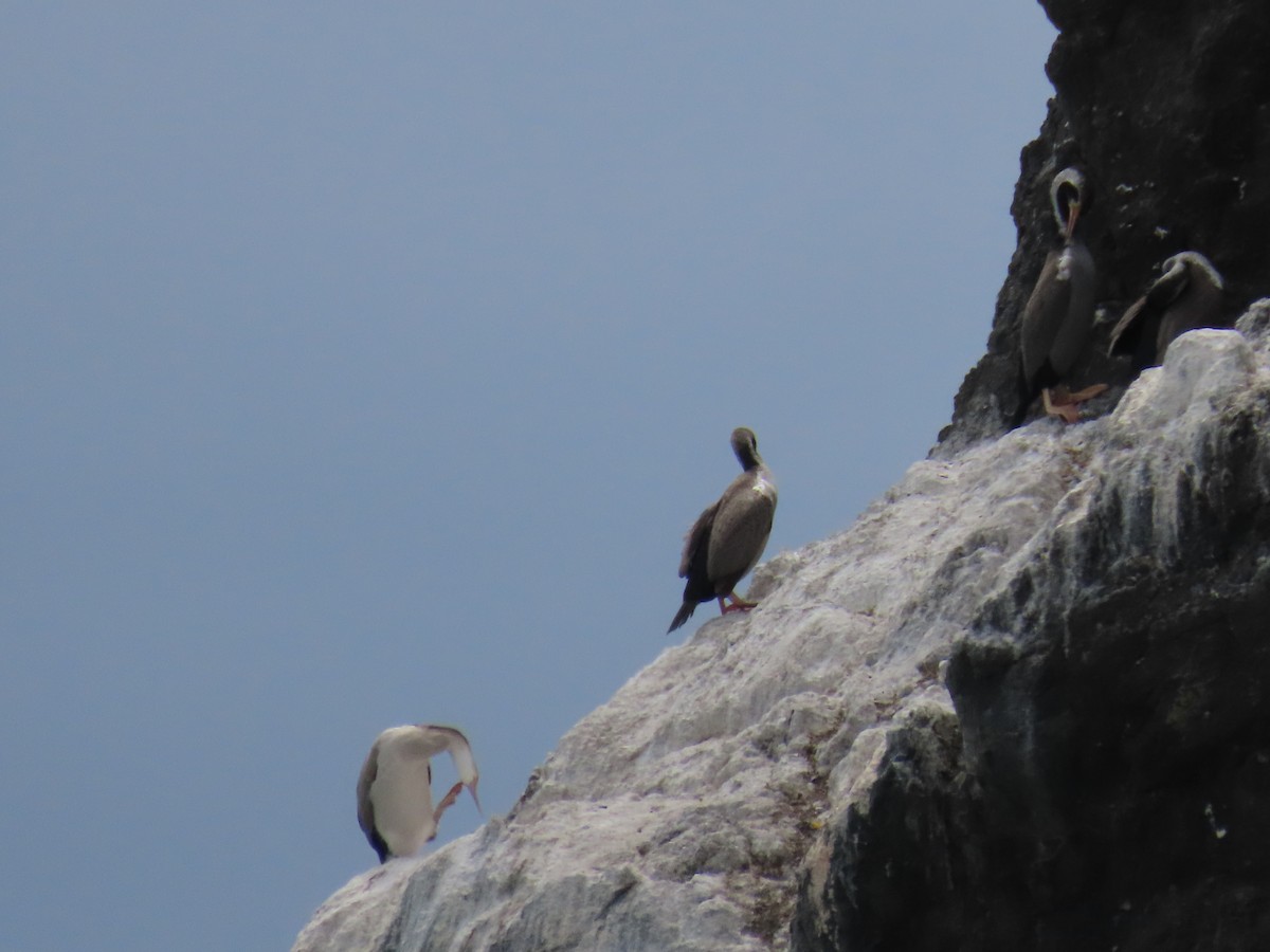 Spotted Shag - ML646274615