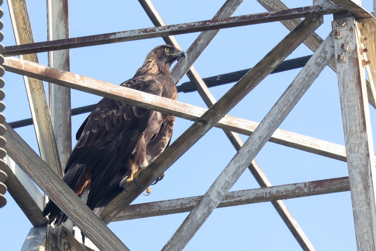 金鵰 - ML646274616