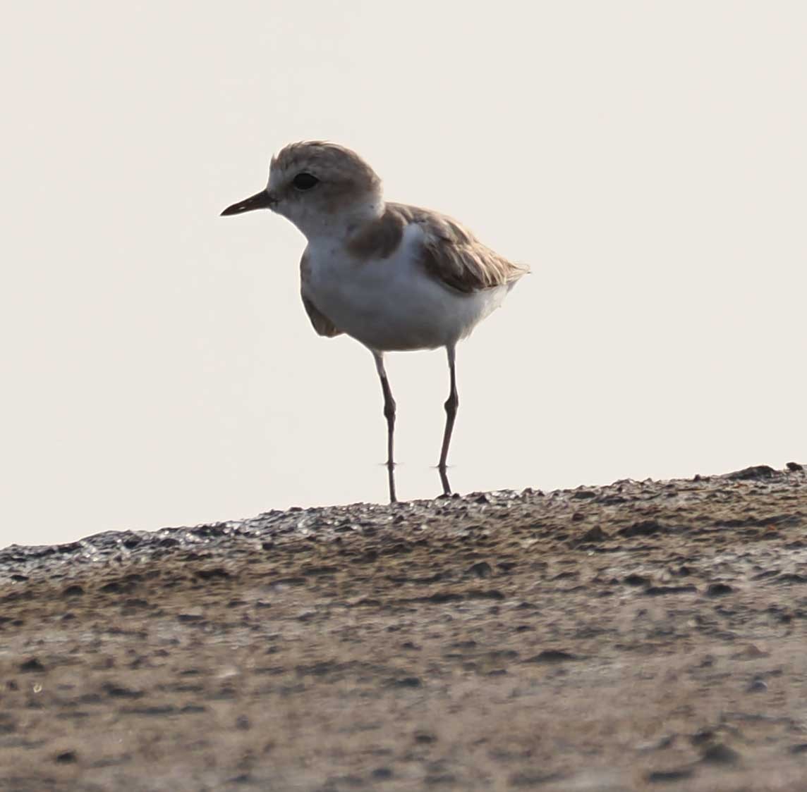 東方環頸鴴 - ML646274617