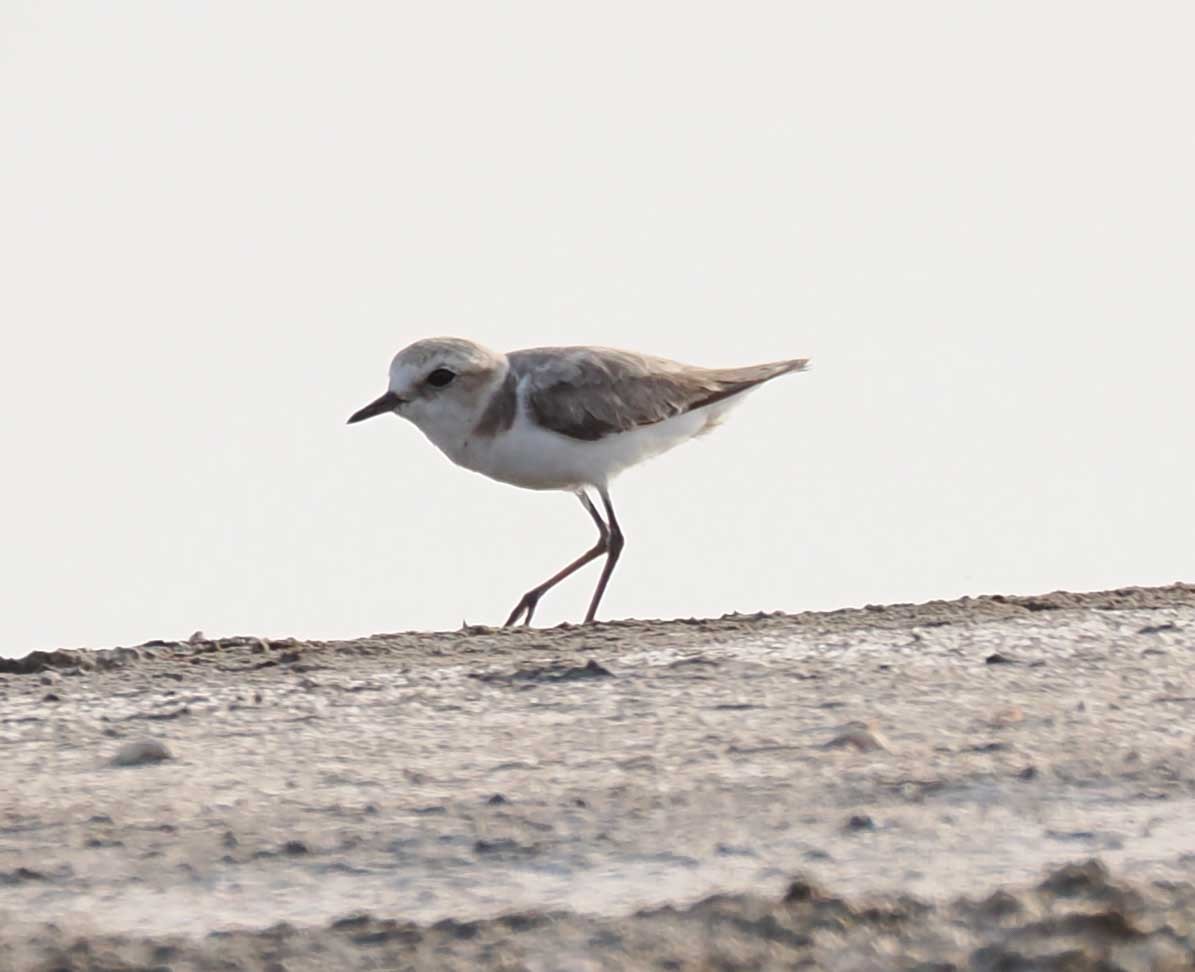 東方環頸鴴 - ML646274618