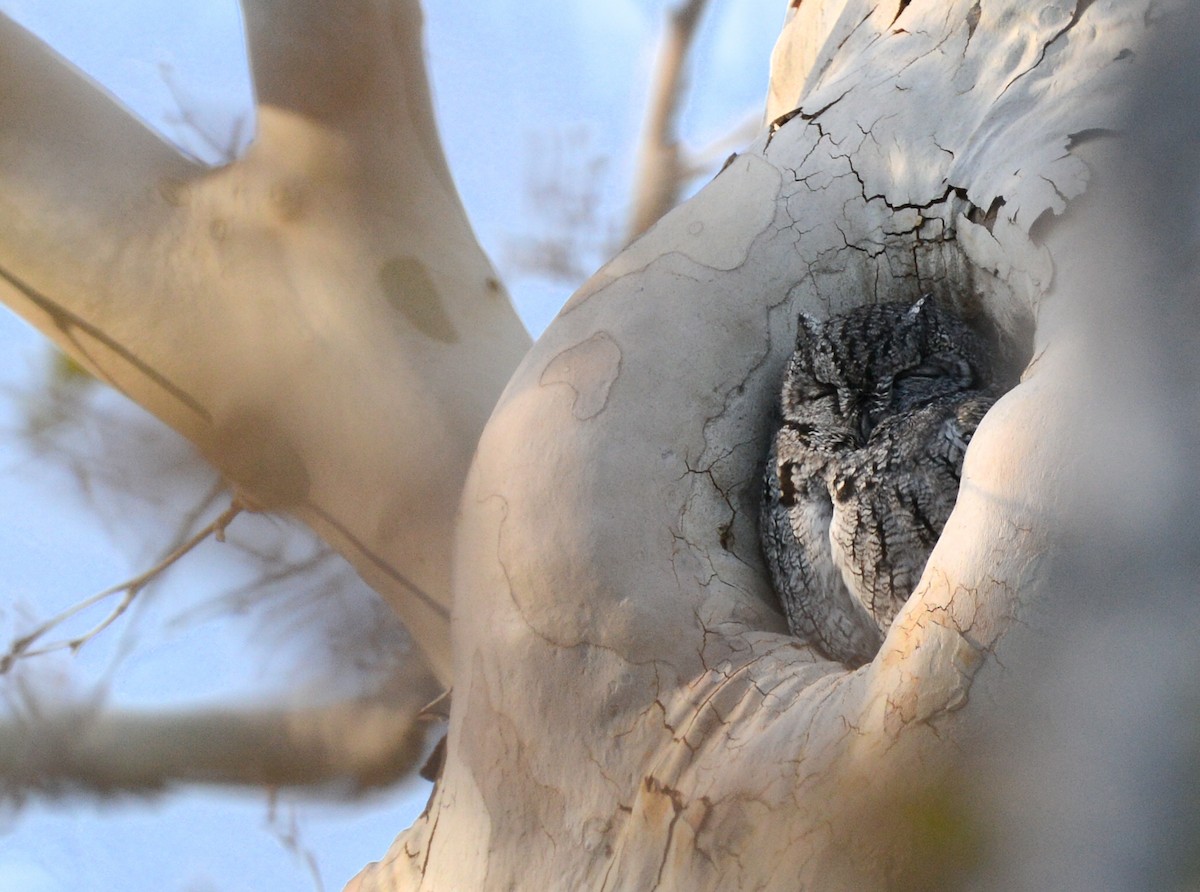 Western Screech-Owl - ML646274620