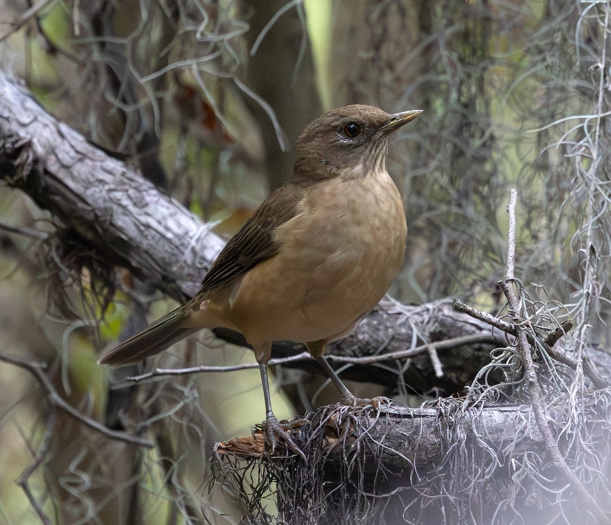 Clay-colored Thrush - ML646274621