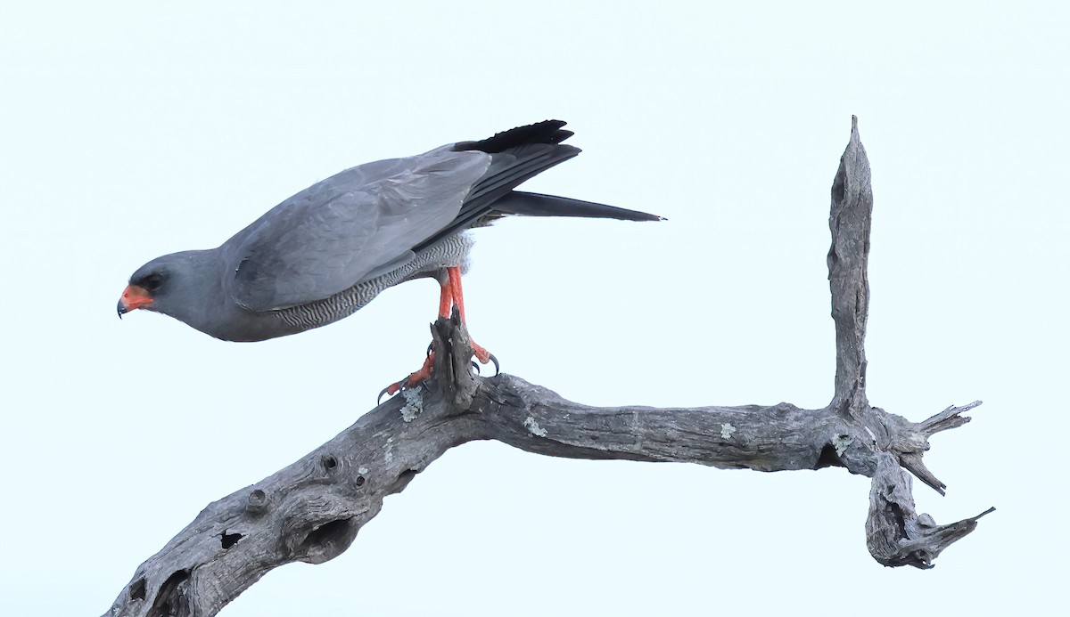 Dark Chanting-Goshawk - ML646274622