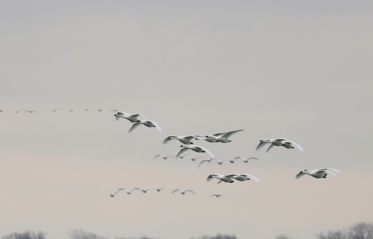 Tundra Swan - ML646274623