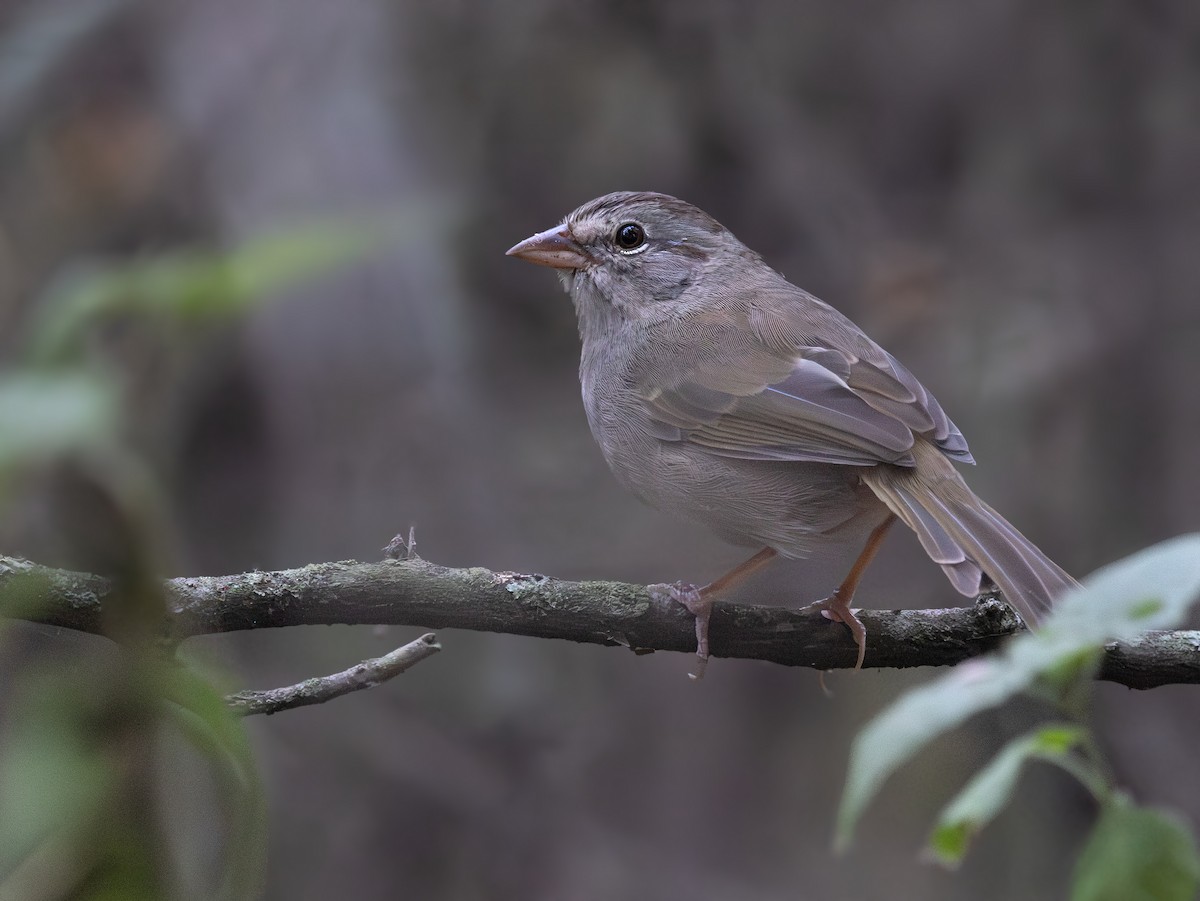 Olive Sparrow - ML646274624