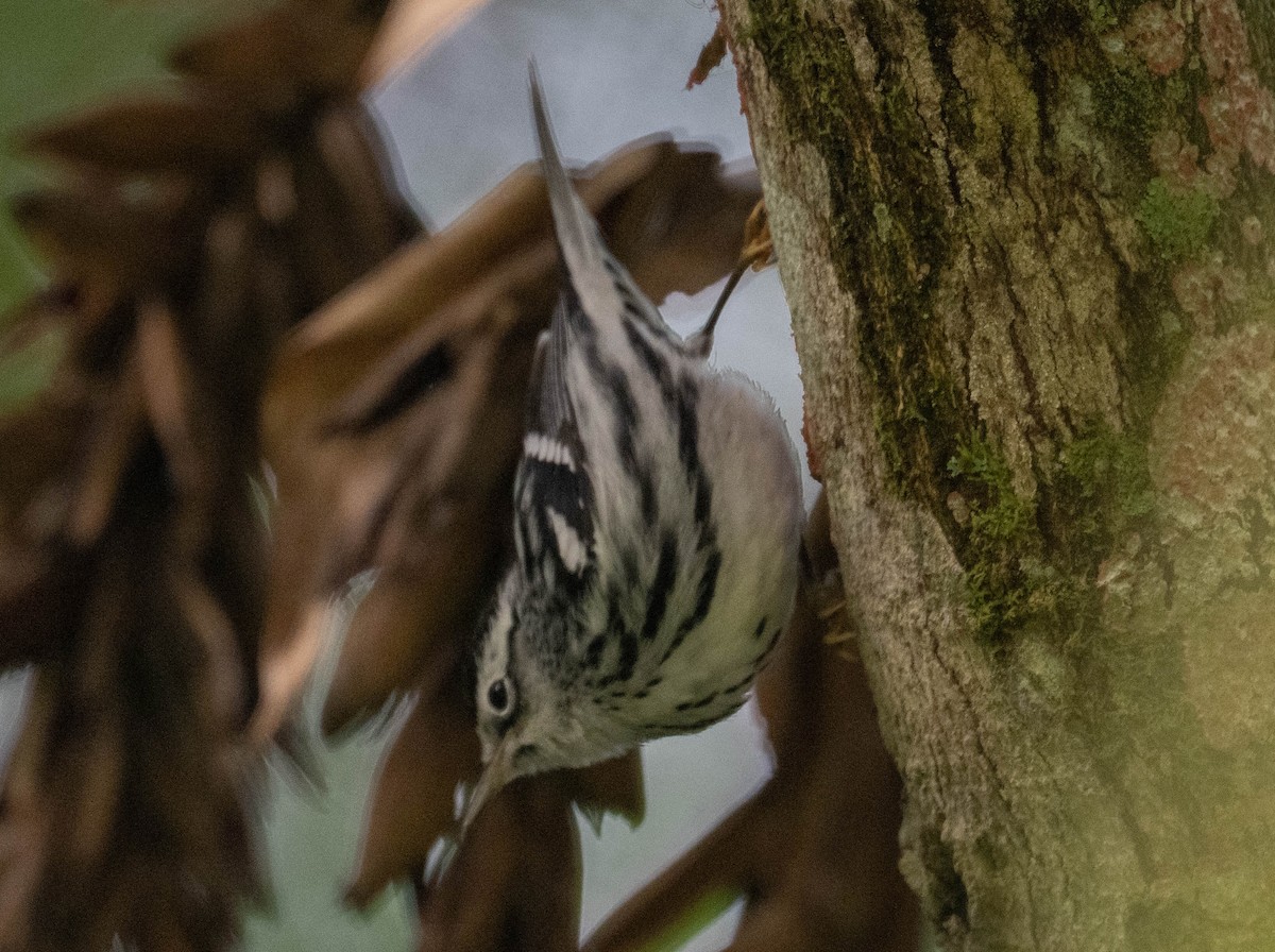 Black-and-white Warbler - ML646274625