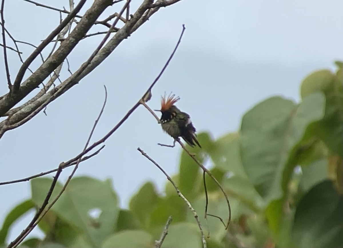 Rufous-crested Coquette - ML646274626