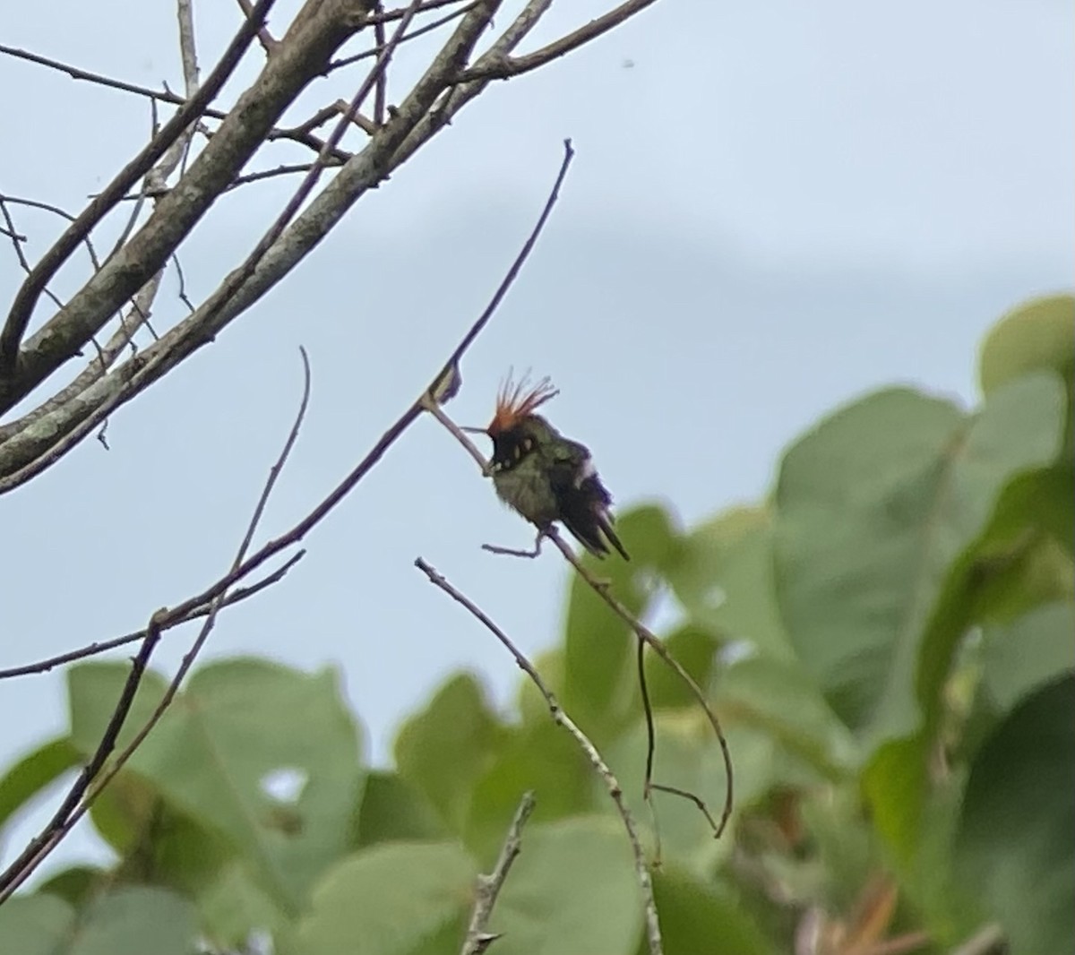 Rufous-crested Coquette - ML646274627