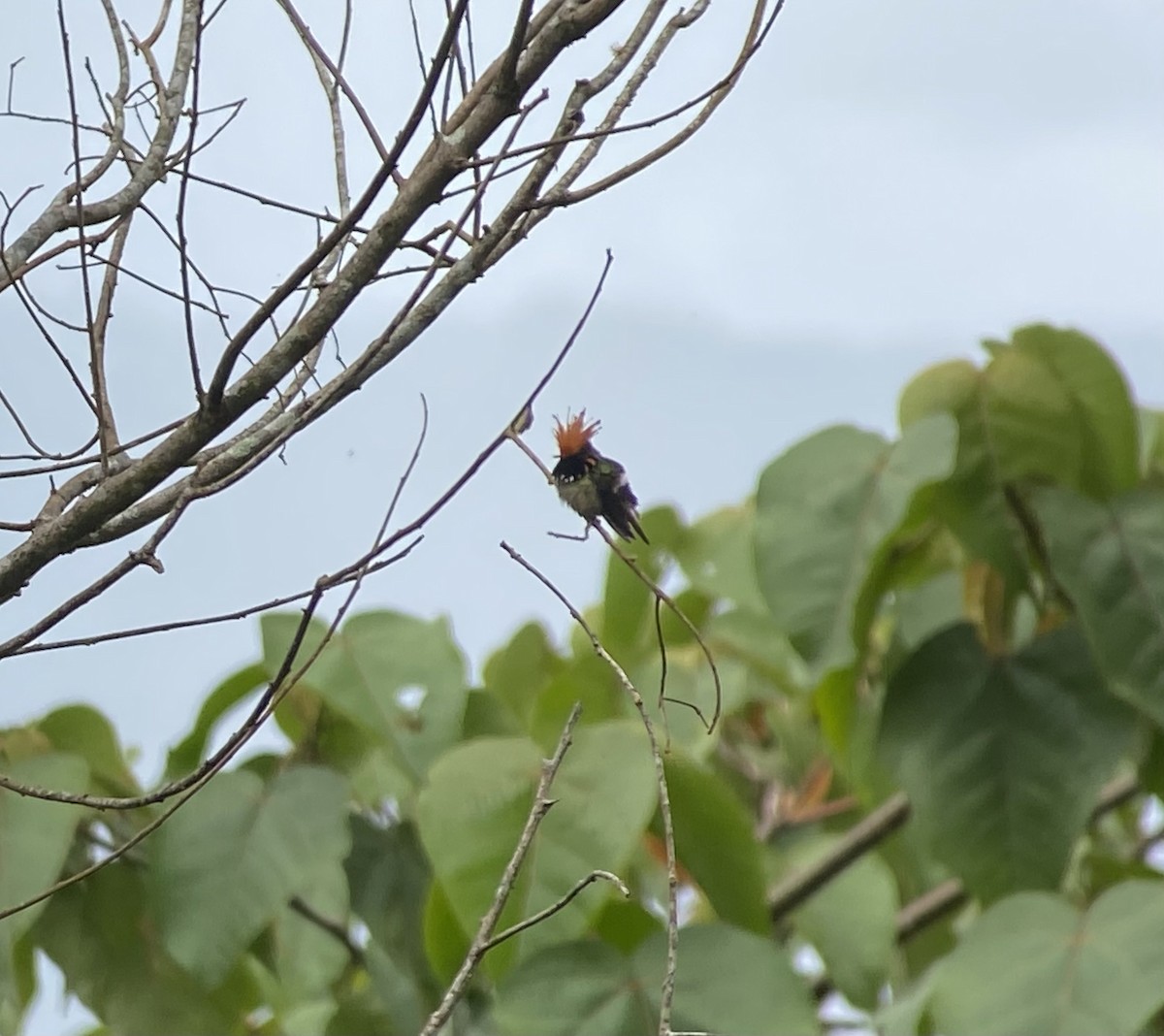 Rufous-crested Coquette - ML646274628