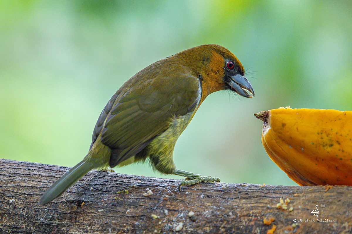 Prong-billed Barbet - ML646274633