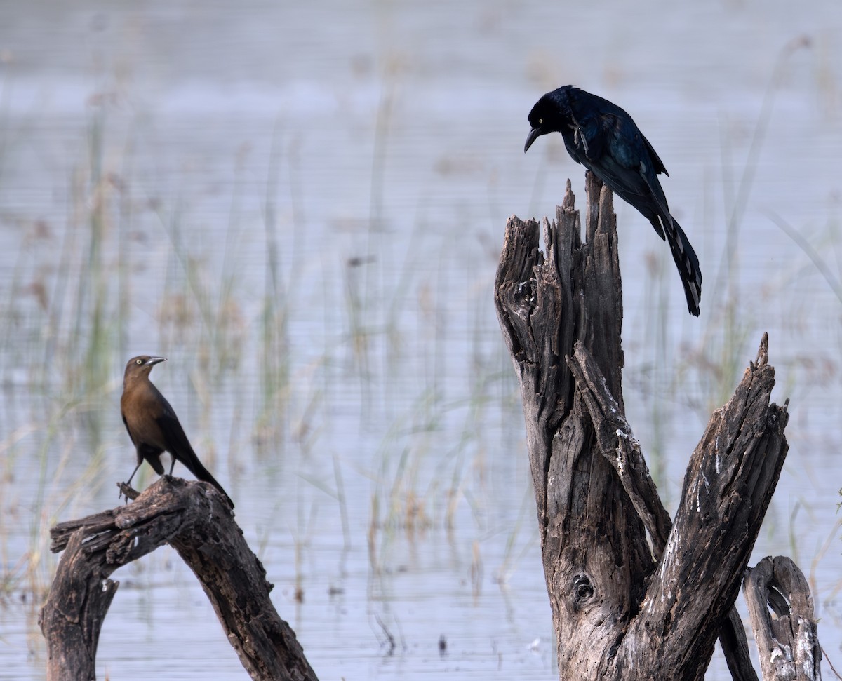 Great-tailed Grackle - ML646274636