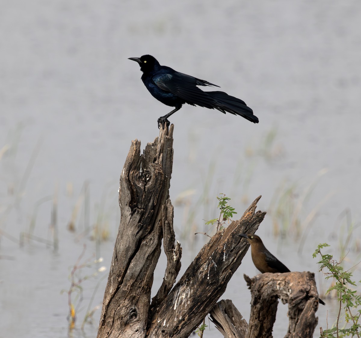 Great-tailed Grackle - ML646274638