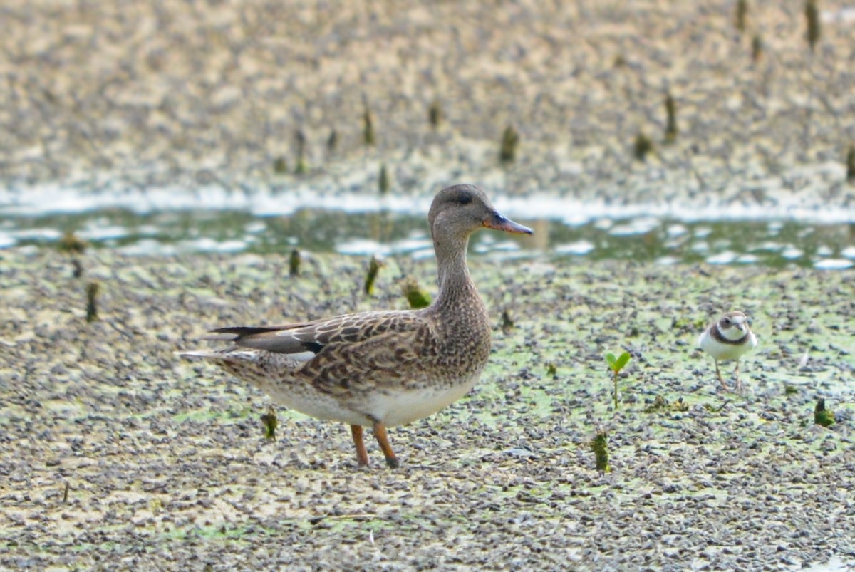 Boz Ördek - ML646274641