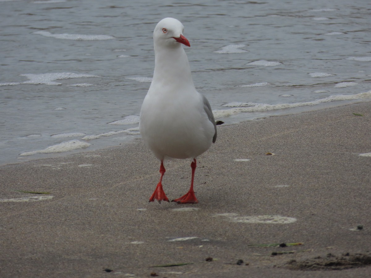 australmåke - ML646274646