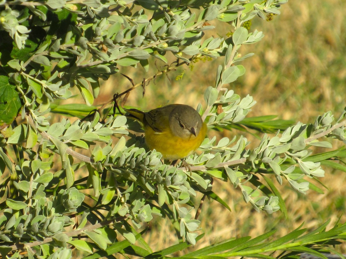 bjørkeparula - ML646274647