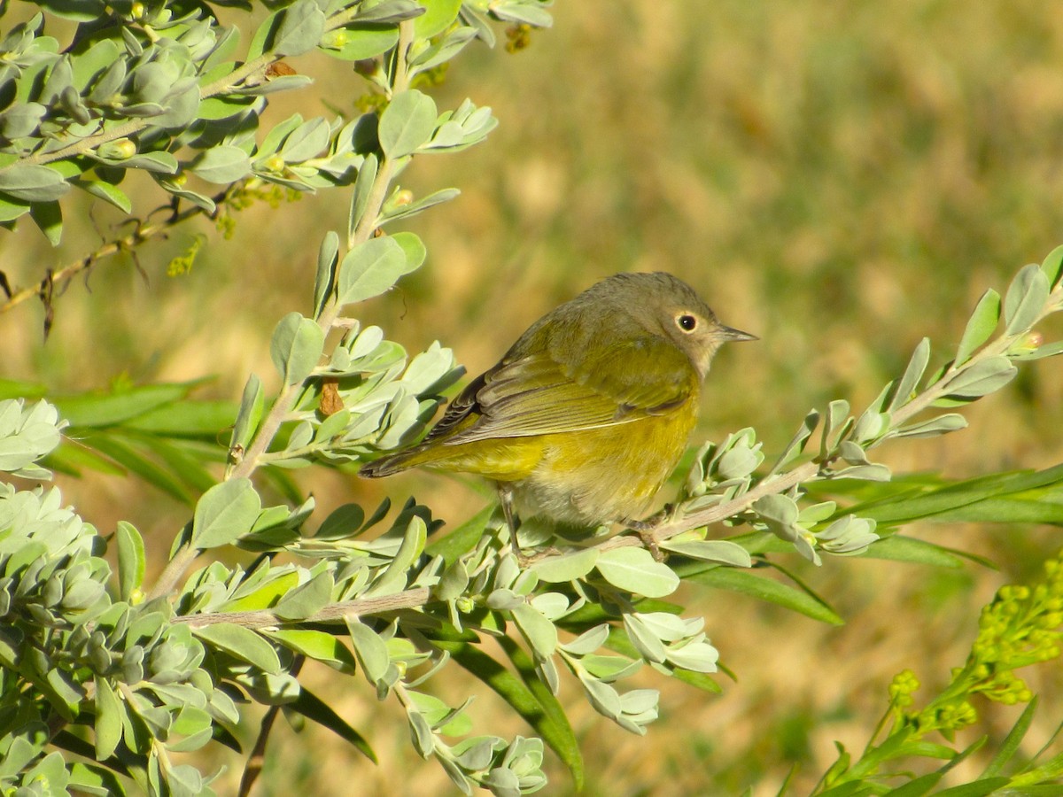 Nashville Warbler - ML646274648