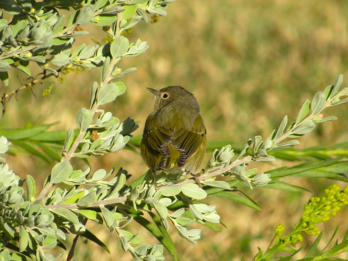 Nashville Warbler - ML646274649